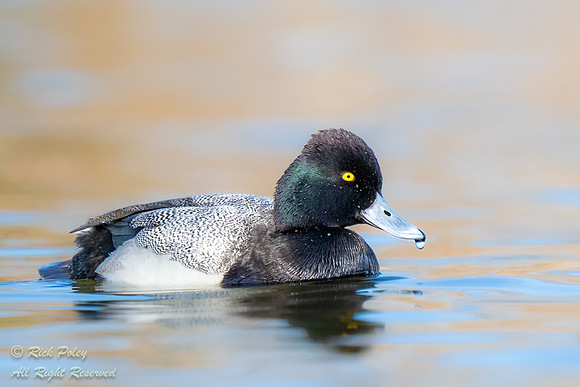 Lesser Scaup (Aythya affinis) Drake With Iridescent Head Feather