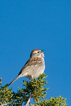 Singing Chipping Sparrow (Spizella passerina), NM