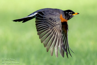 American Robin (Turdus migratorius) in Flight, CO