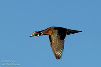 Drake Wood Duck (Aix sponsa) With Blue Sky, NM