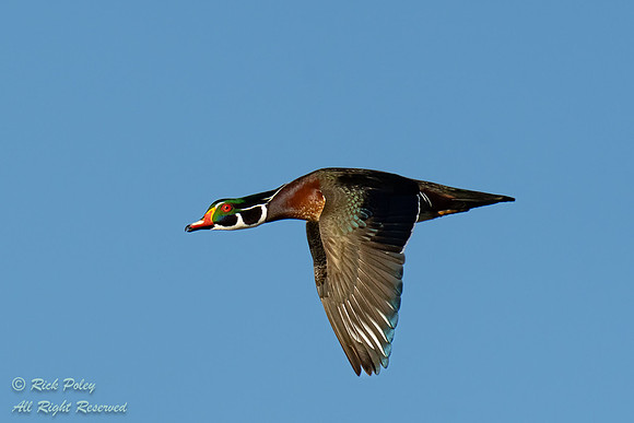 Drake Wood Duck (Aix sponsa) With Blue Sky, NM
