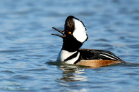 Drake Hooded Merganser (Lophodytes cucullatus) Headthrow With Op