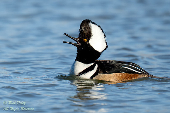 Drake Hooded Merganser (Lophodytes cucullatus) Headthrow With Op