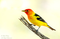 Male Western Tanager (Piranga ludoviciana) with Breeding Plumage