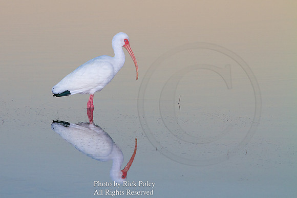 White Ibis (Eudocimus albus) & Reflection