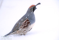 Male Gambel's Quail (Callipepla gambelii) in Snow, NM