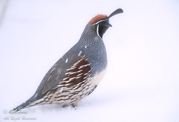Male Gambel's Quail (Callipepla gambelii) in Snow, NM