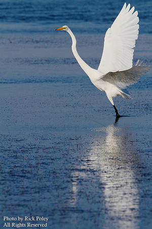 Great Egret (Ardea alba) taking off