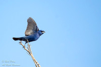 Male Blue Grosbeak (Passerina caerulea) Taking Flight, NM