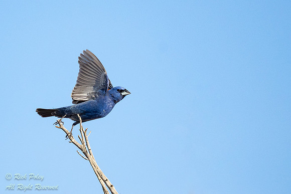 Male Blue Grosbeak (Passerina caerulea) Taking Flight, NM