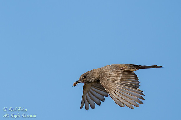 Say's Phoebe (Sayornis saya) in Flight Returning to Nest With In