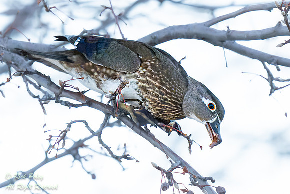 Female Wood Duck (Aix sponsa) Feeding on Dried Plum Fruits, NM