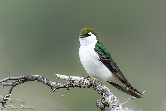 Male Violet-green Swallow (Tachycineta thalassina), CO