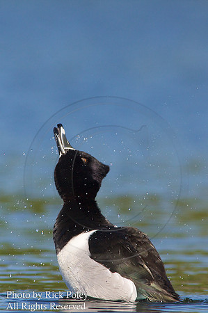 Head Shaking Ring-necked Duck Drake