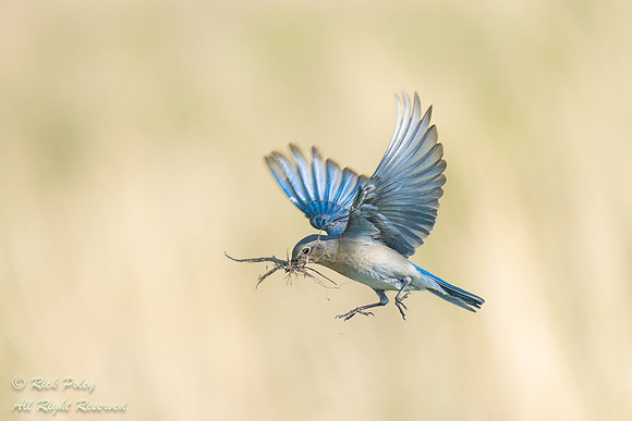 Female Mountain Bluebird (Sialia currucoides) Flying With Nestin