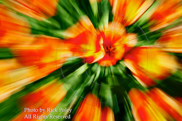Tulips in Motion