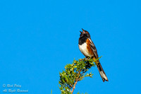 Singing Spotted Towhee (Pipilo maculatus), NM
