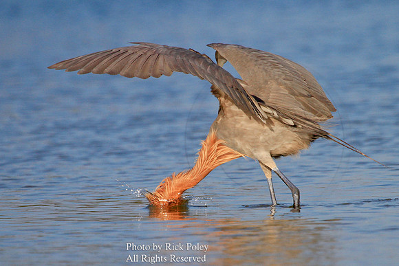 Reddish Egret (Egretta rufescens) Feeding and Foraging