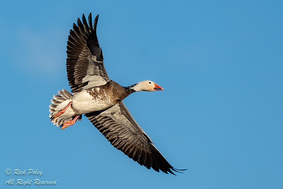 Dark Morph Snow Goose (Chen caerulescens) in Flight, NM, NM