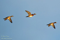 Drakes & Hen Wood Ducks (Aix sponsa) in Flight, NM