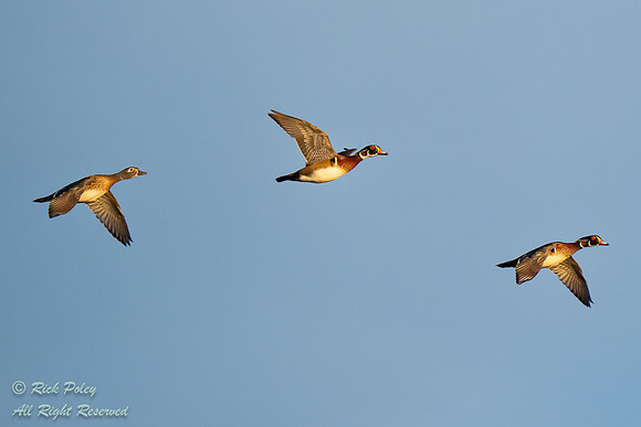 Drakes & Hen Wood Ducks (Aix sponsa) in Flight, NM