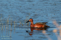 Drake Cinnamon Teal (Anas cyanoptera), NM