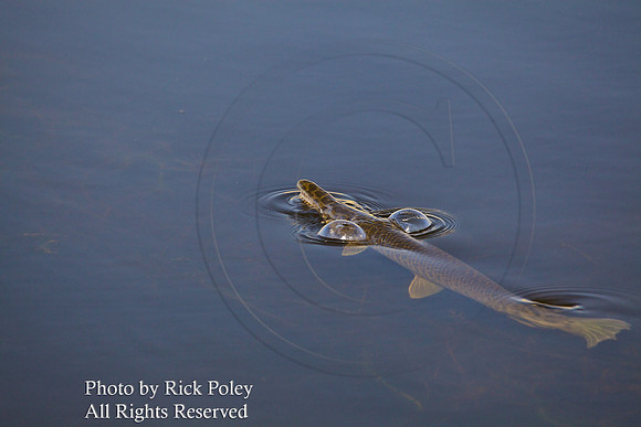 Florida Gar (Lepisosteus platyrhincus) Breathing