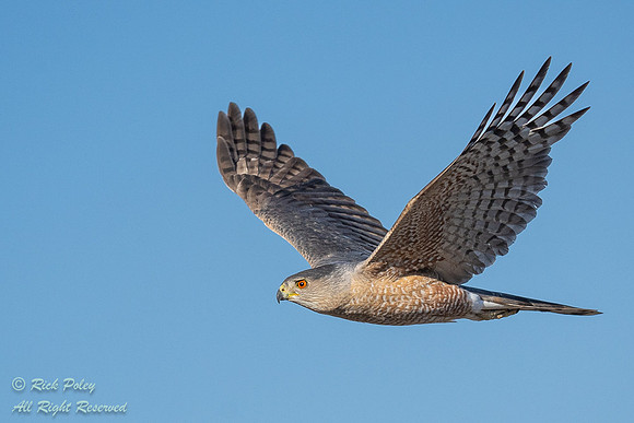 Cooper's Hawk (Accipiter cooperii) Flying,  NM