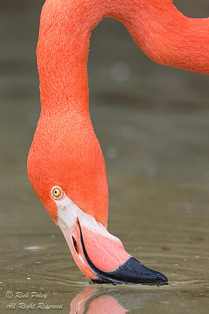 Caribbean Flamingo (Phoenicopterus ruber) Drinking, ABQ BioPark