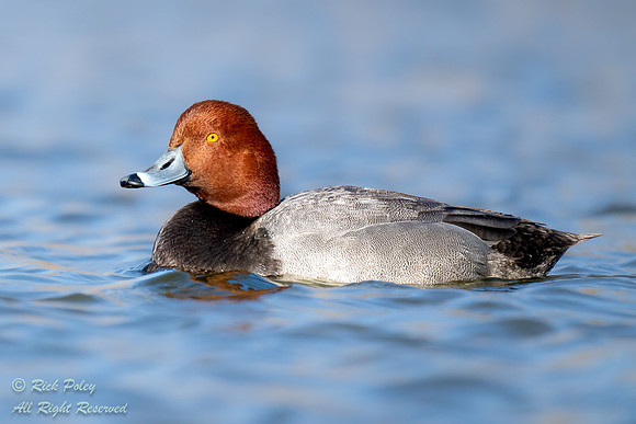 Drake Redhead (Aythya americana), NM