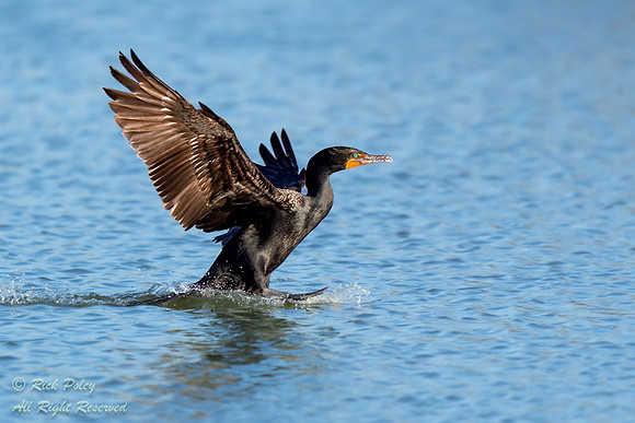 Double-crested Cormorant (Phalacrocorax auritus) Touchdown on a