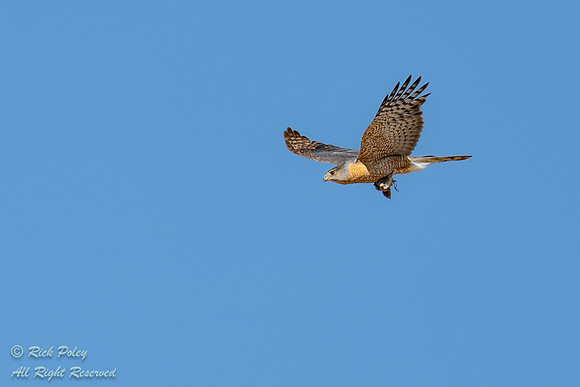 Cooper's Hawk (Accipiter cooperii) Flying With Prey,  NM