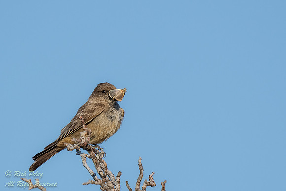 Say's Phoebe (Sayornis saya) With Butterfly, NM