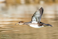 Female Hooded Merganser (Lophodytes cucullatus) In Flight, NM