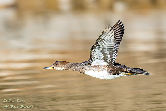 Female Hooded Merganser (Lophodytes cucullatus) In Flight, NM