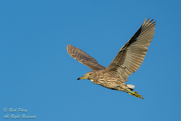 Immature Black-crowned Night Heron (Nycticorax nycticorax) in Fl