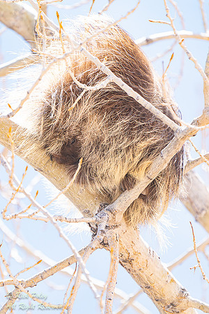 Resting Porcupine (Erethizon dorsatum), NM