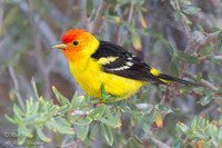 Male Western Tanager (Piranga ludoviciana) With Breeding Plumage