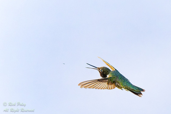 Male Black-chinned Hummingbird (Archilochus alexandri) Feeding o