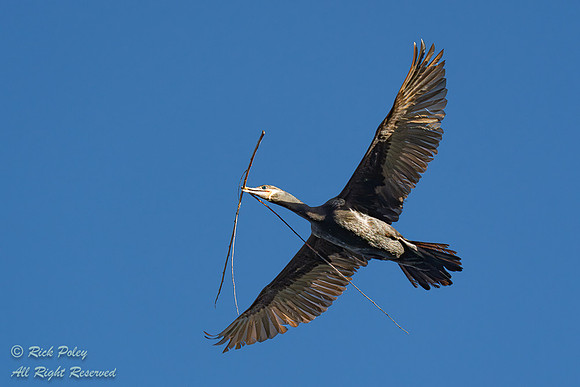 Neotropical Cormorant (Phalacrocorax brasilianus) Returning to N
