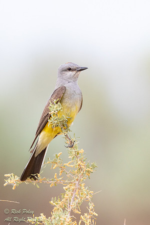 Perched Western Kingbird (Tyrannus verticalis), NM