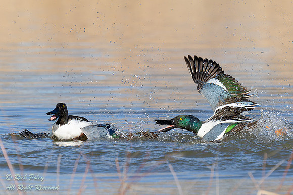 Drake Northern Shovelers (Anas clypeata) Engaged in Territorial