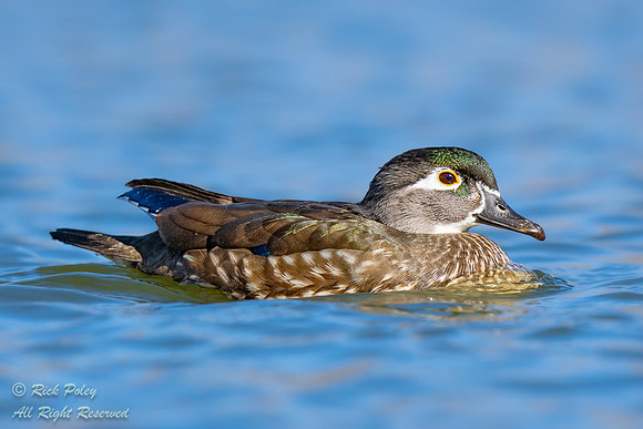 Female Wood Duck (Aix sponsa), NM