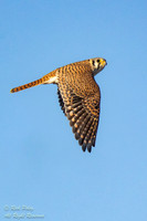 American Kestrel (Falco sparverius) in Flight, NM