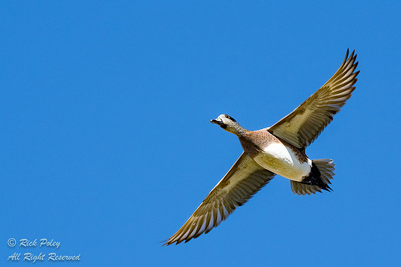 Drake American Wigeon (Anas americana) in Flight, NM