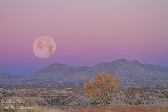 Moonset Over Chupadera Mountains With Alpen Glow Bosque del Apache NWR, NM (Composite Image)