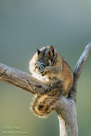 Bashful Least chipmunk (Tamias minimus), CO