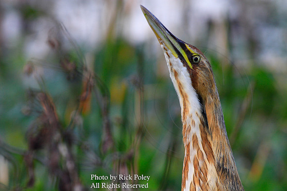 American Bittern (Botaurus lentiginosus)