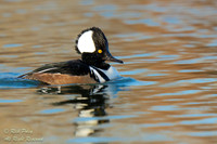 Male Hooded Merganser (Lophodytes cucullatus), NM
