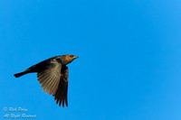 Male Brown-headed Cowbird (Molothrus ater) in Flight